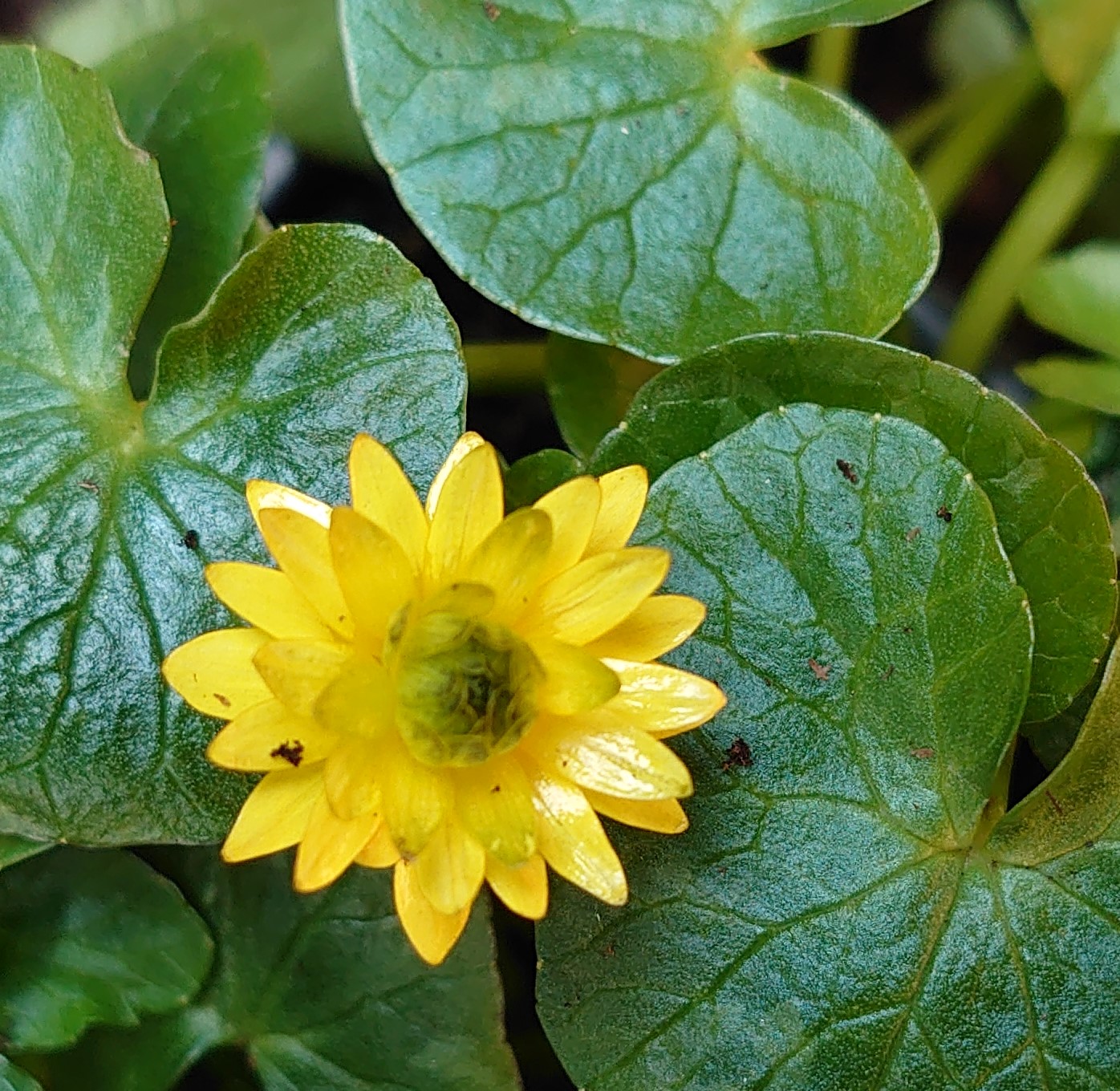 Passion Vivaces Ranunculus ficaria Montacute plante vivace godet