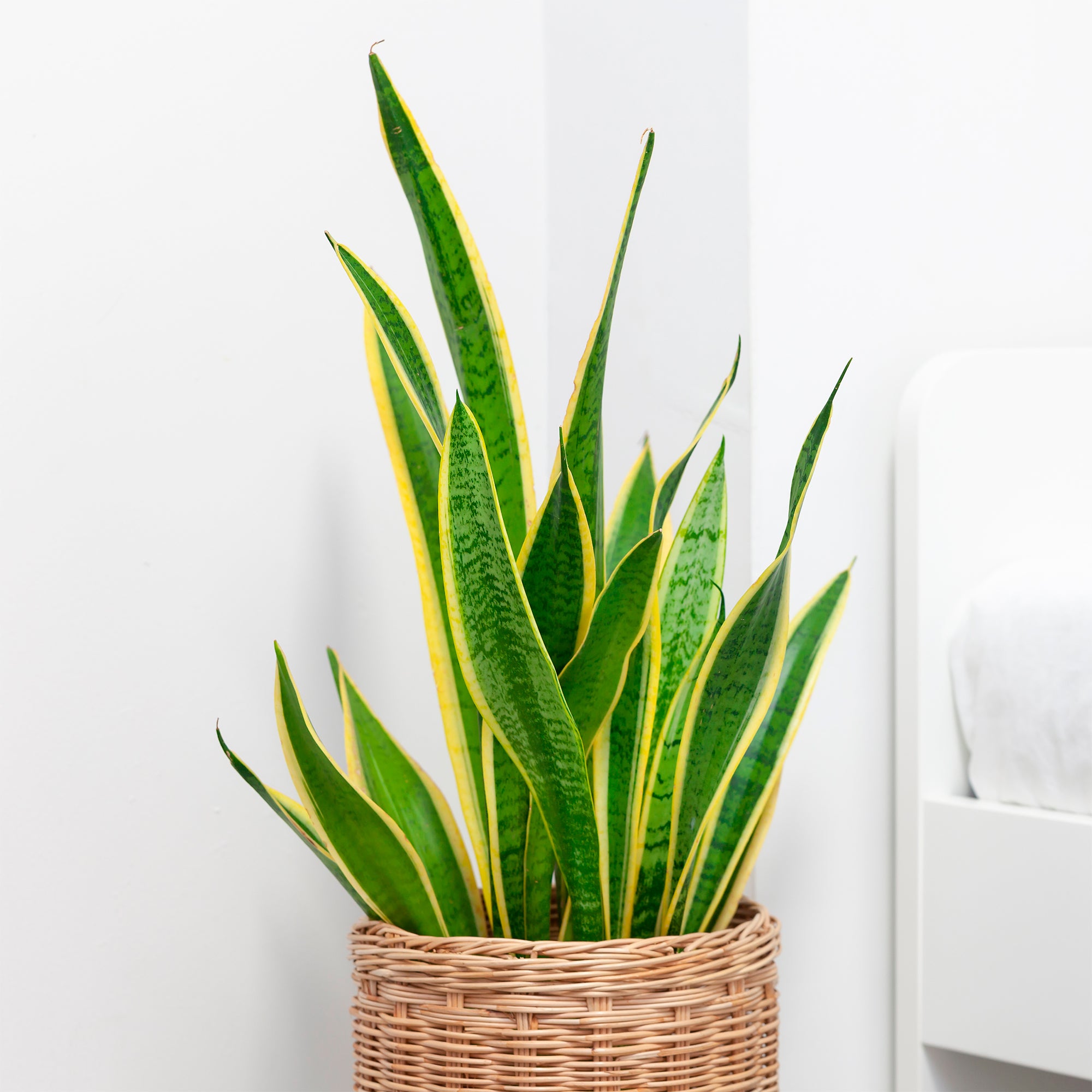 Bakker Plantes d'intérieur Sansevière Futura Superba 20cm pot 12cm