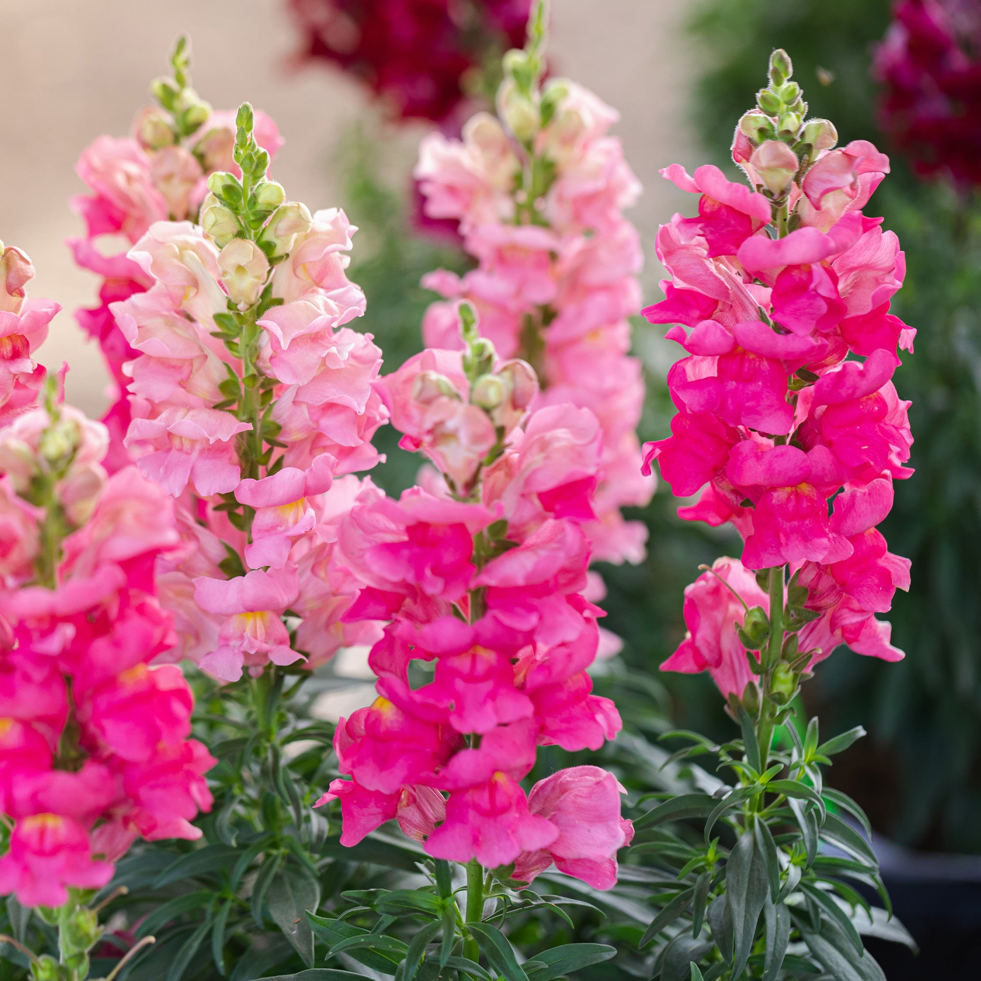 Bakker Muflier rose annuelle pot Ø 10,5 cm