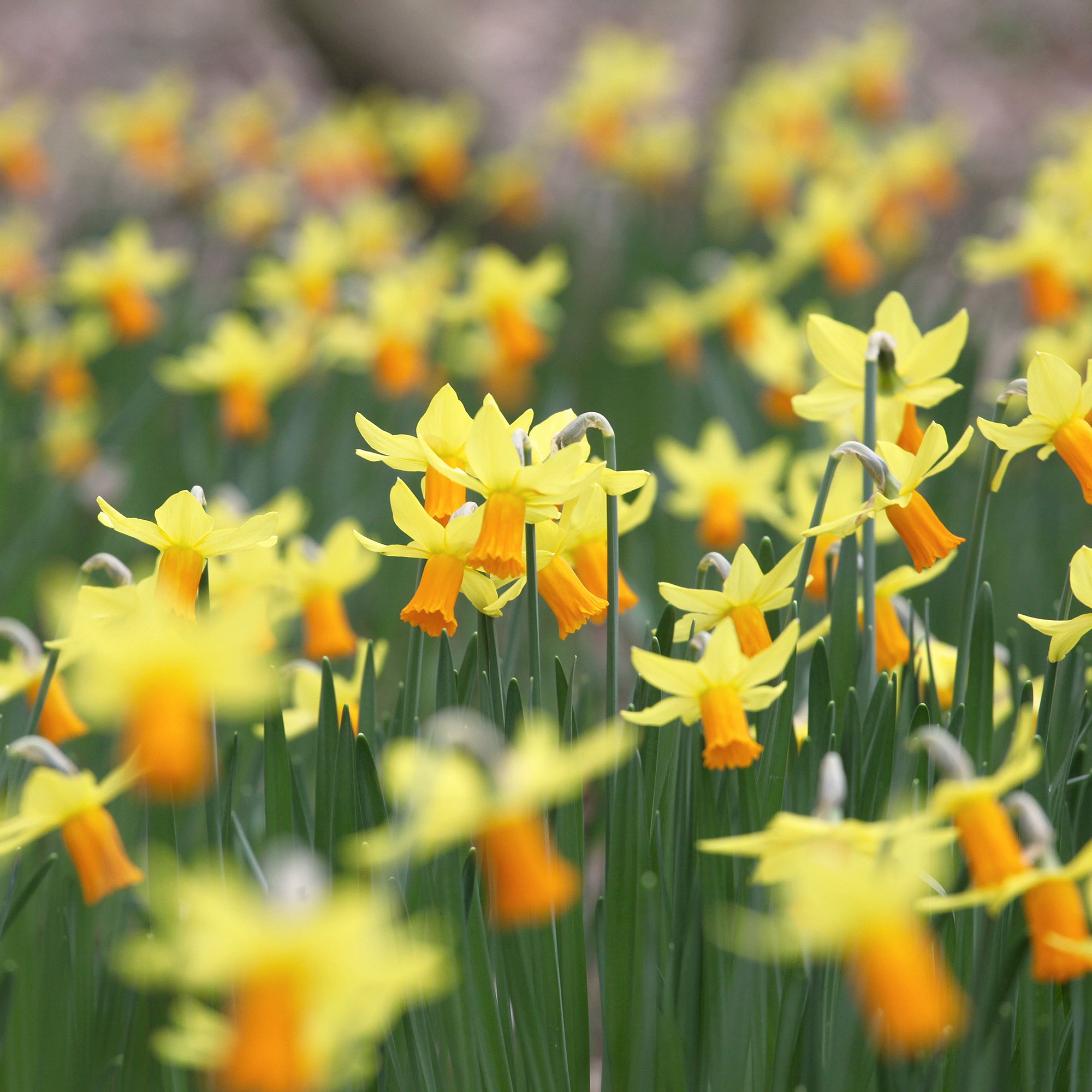 Bakker Mini-narcisse Jet Fire bulbe jaune 5 bulbes
