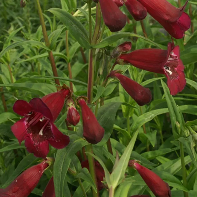 Bakker Galane Blackbird Penstemon rouge pot 8cm