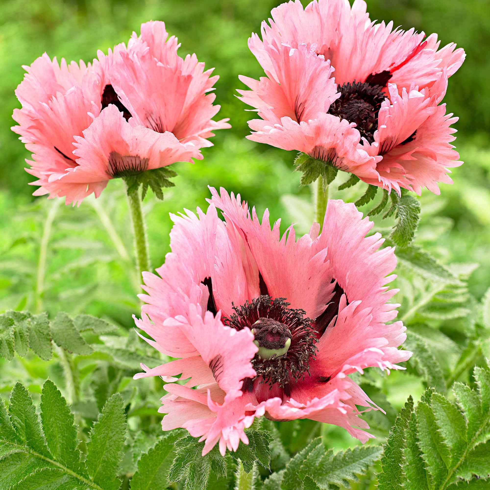 Bakker Pavot Pink Perfection rose 2 racines nues