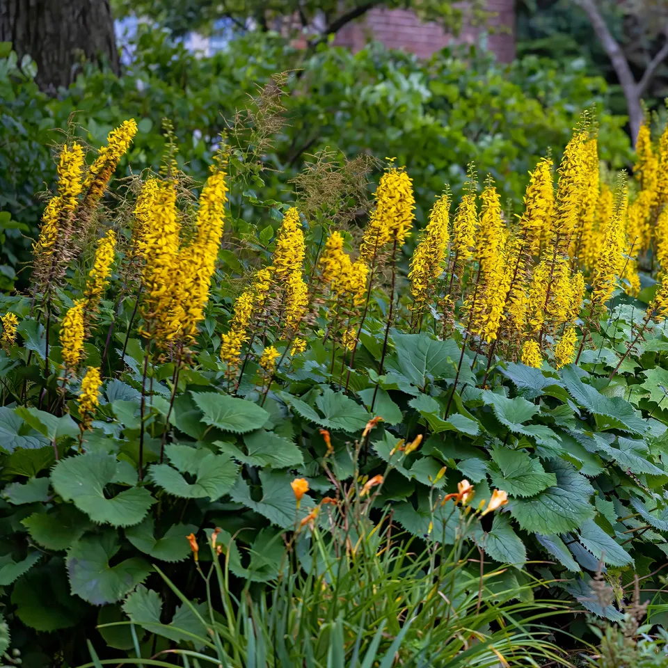 Bakker Ligulaire The Rocket vivace jaune pot 9cm