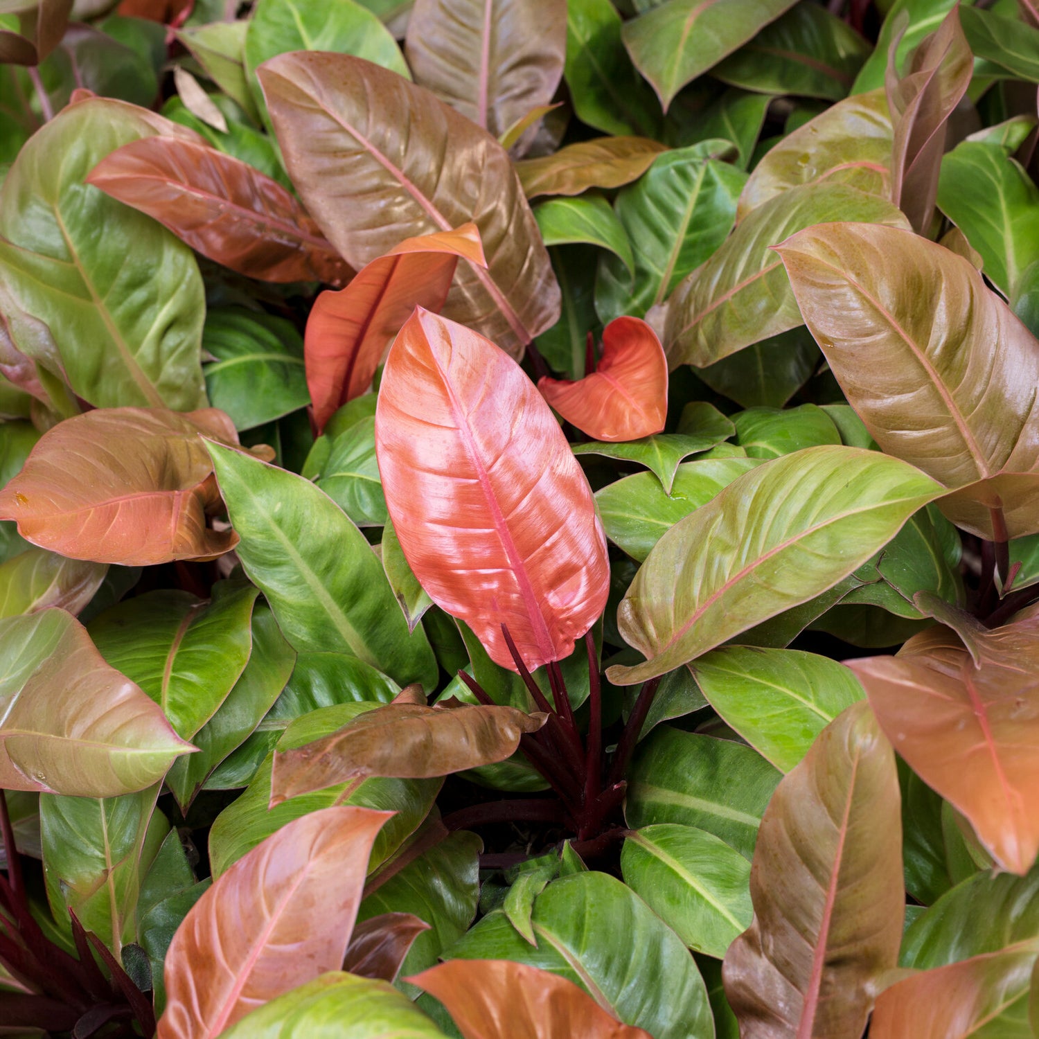 Bakker Prince of Orange philodendron d'intérieur pot Ø12cm orange