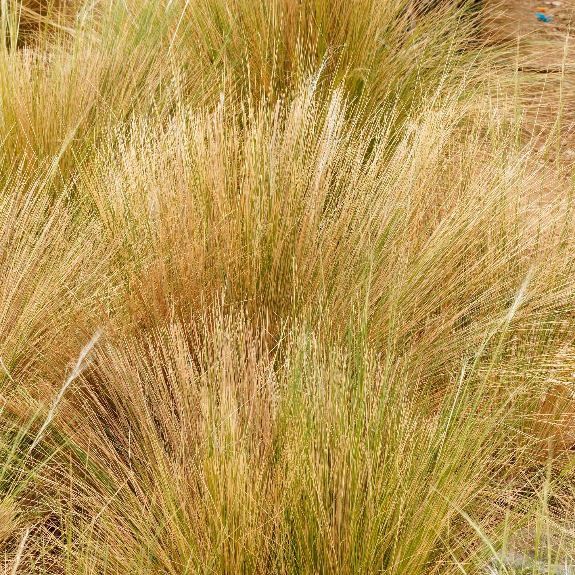 Bakker Palomino stipe graminée pot 8cm crème