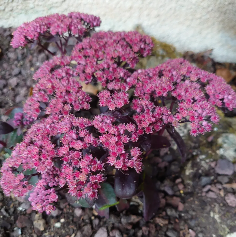 Passion Vivaces Sedum Dark Magic orpin pot 1L pourpre rose foncé
