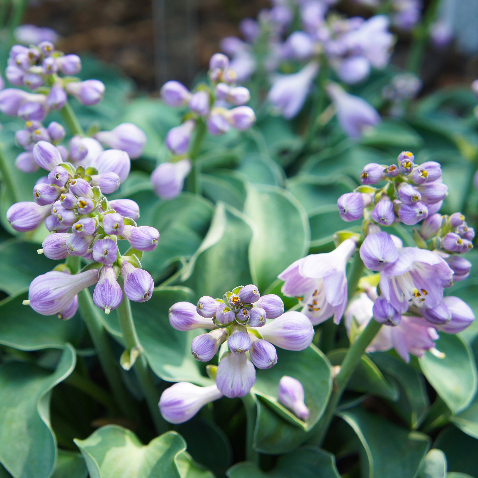 Bakker Hosta Blue Mouse Ears vivace pot 9cm mi-ombre