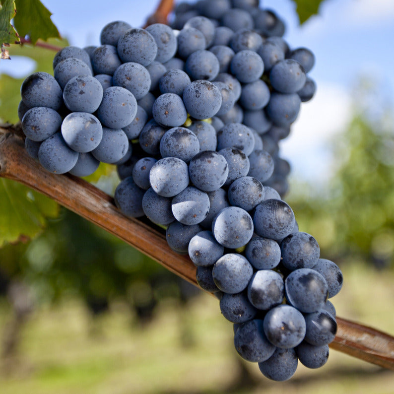 Bakker Vigne Merlot fruitier motte raisin noir