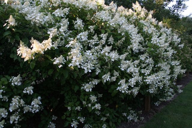 Les Hortensias du Haut Bois Hydrangea White Lady hortensia blanc