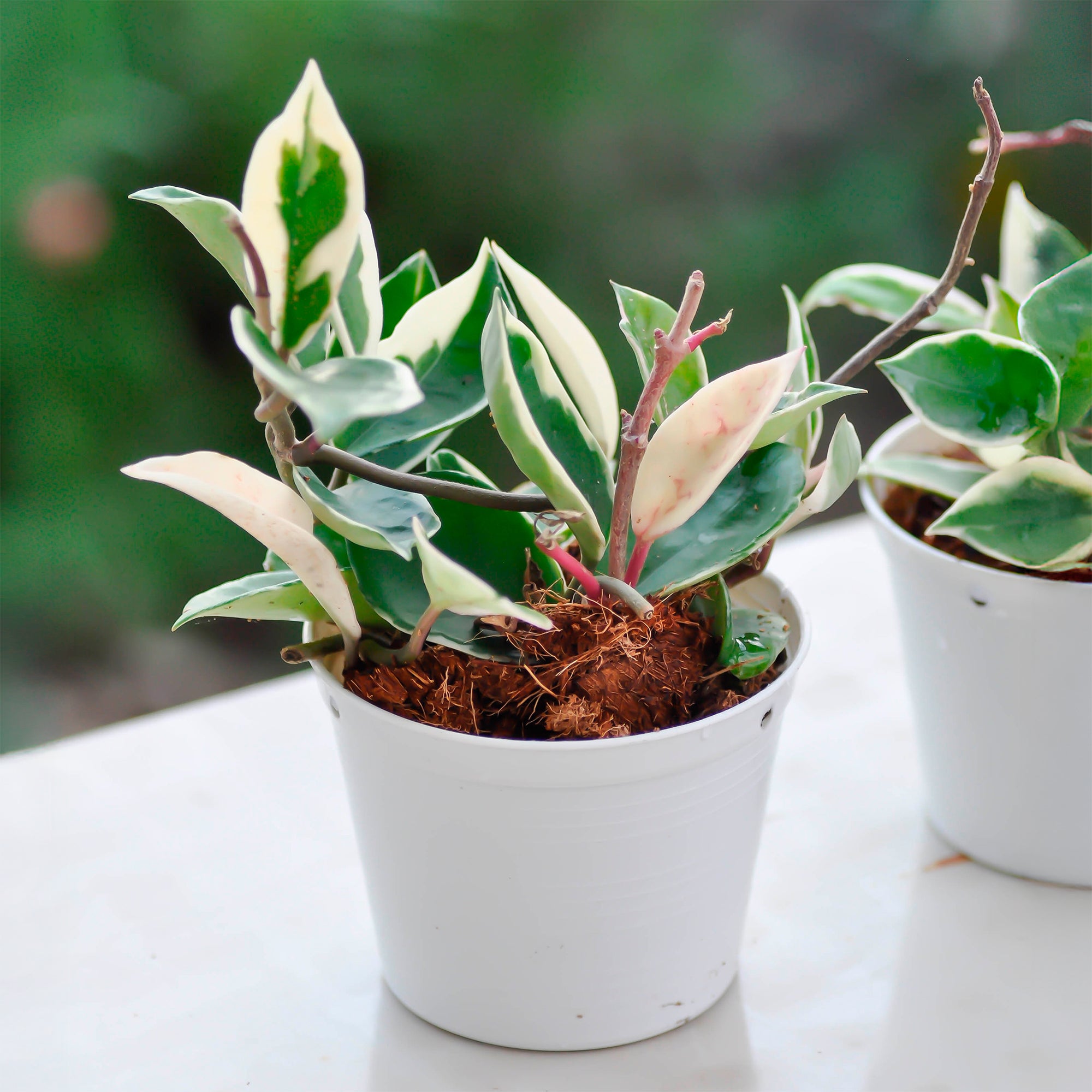 Bakker Hoya carnosa Krimson Queen plante de cire pot 12cm