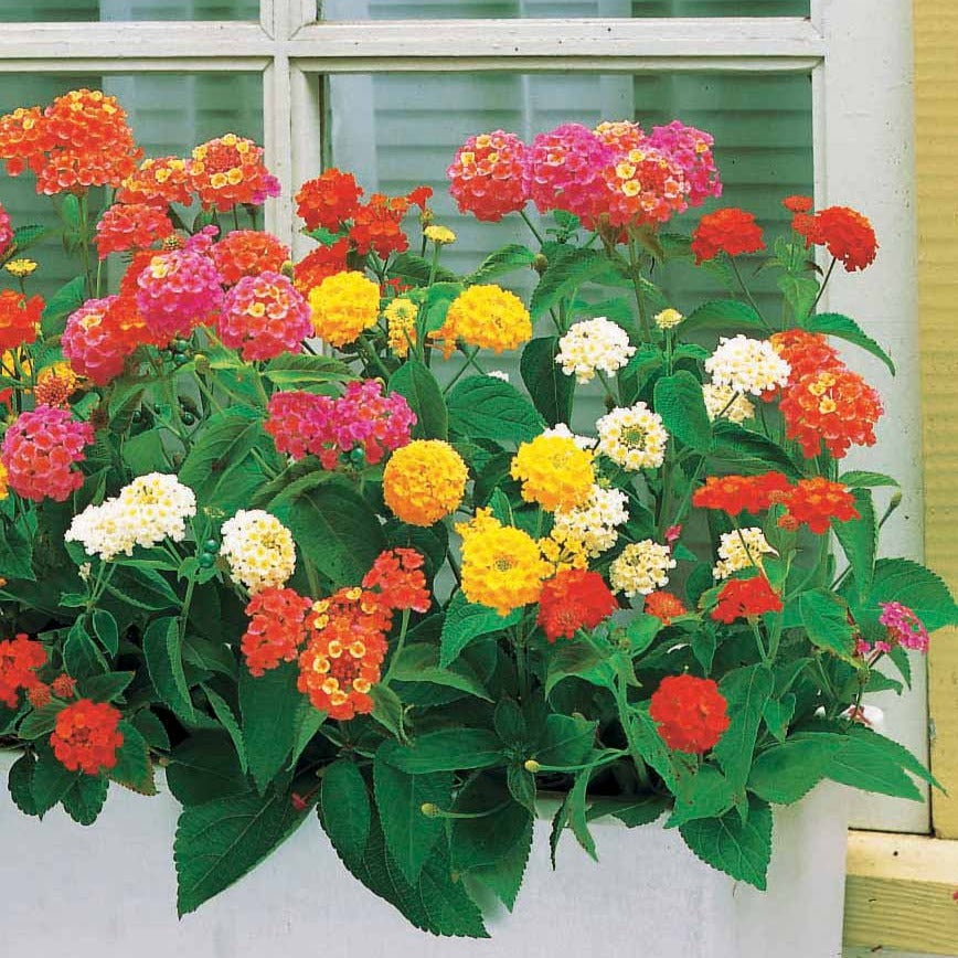Bakker 3 Lantanas en mélange plante terrasse 3 pots Ø10,5cm soleil