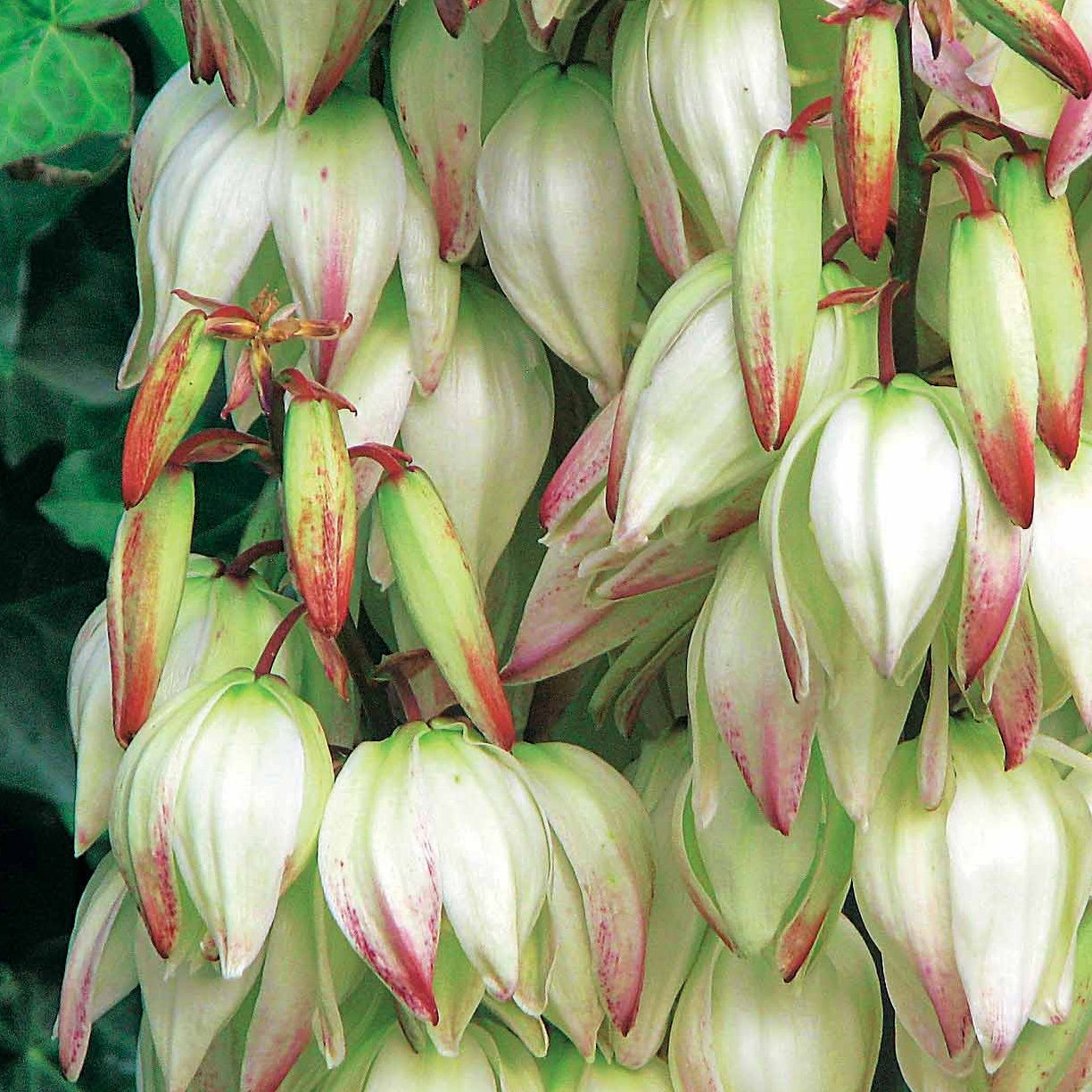 Bakker Yucca Bright Edge arbuste pot 2L 20-30cm rustique