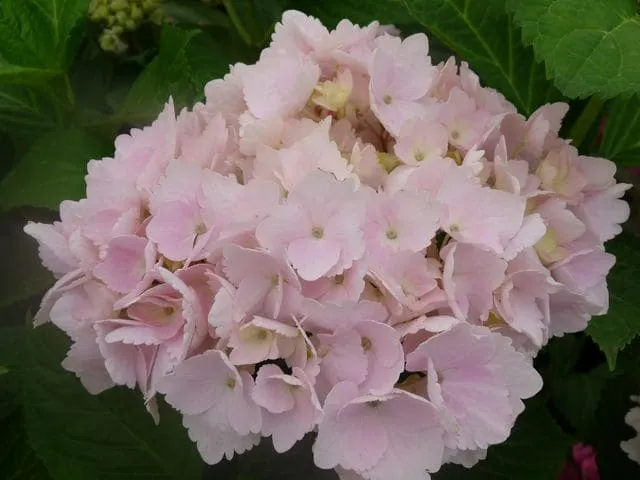 Les Hortensias du Haut Bois Marie Claire hortensia boule godet