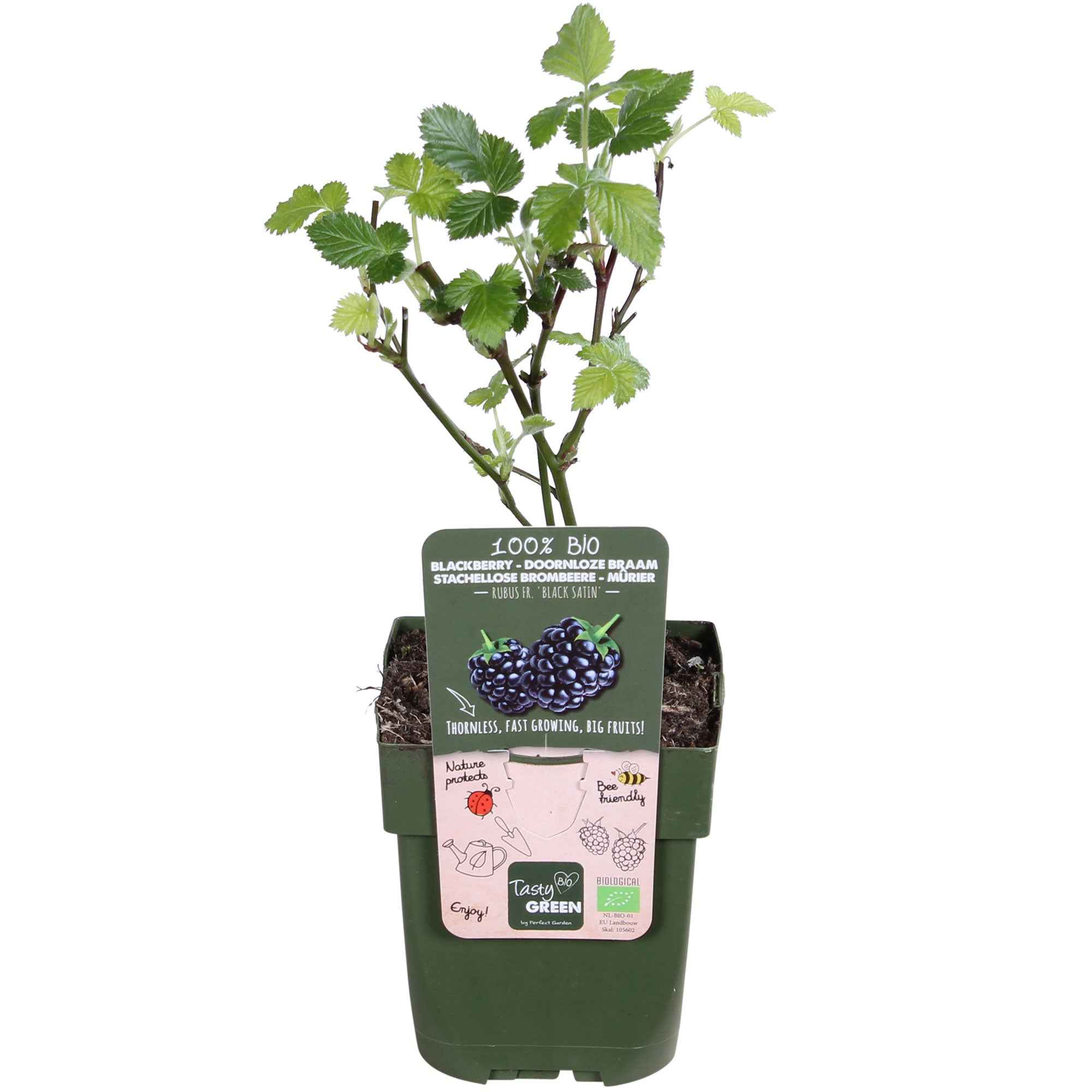 Bakker Mûrier Black Satin sans épines pot 13cm sucré
