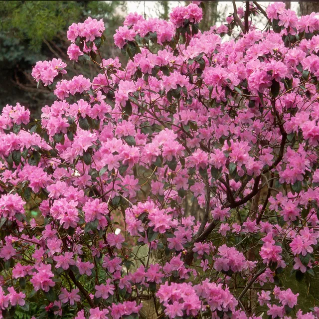 Bakker Arbustes Rhododendron précoce arbuste pot 12cm rose