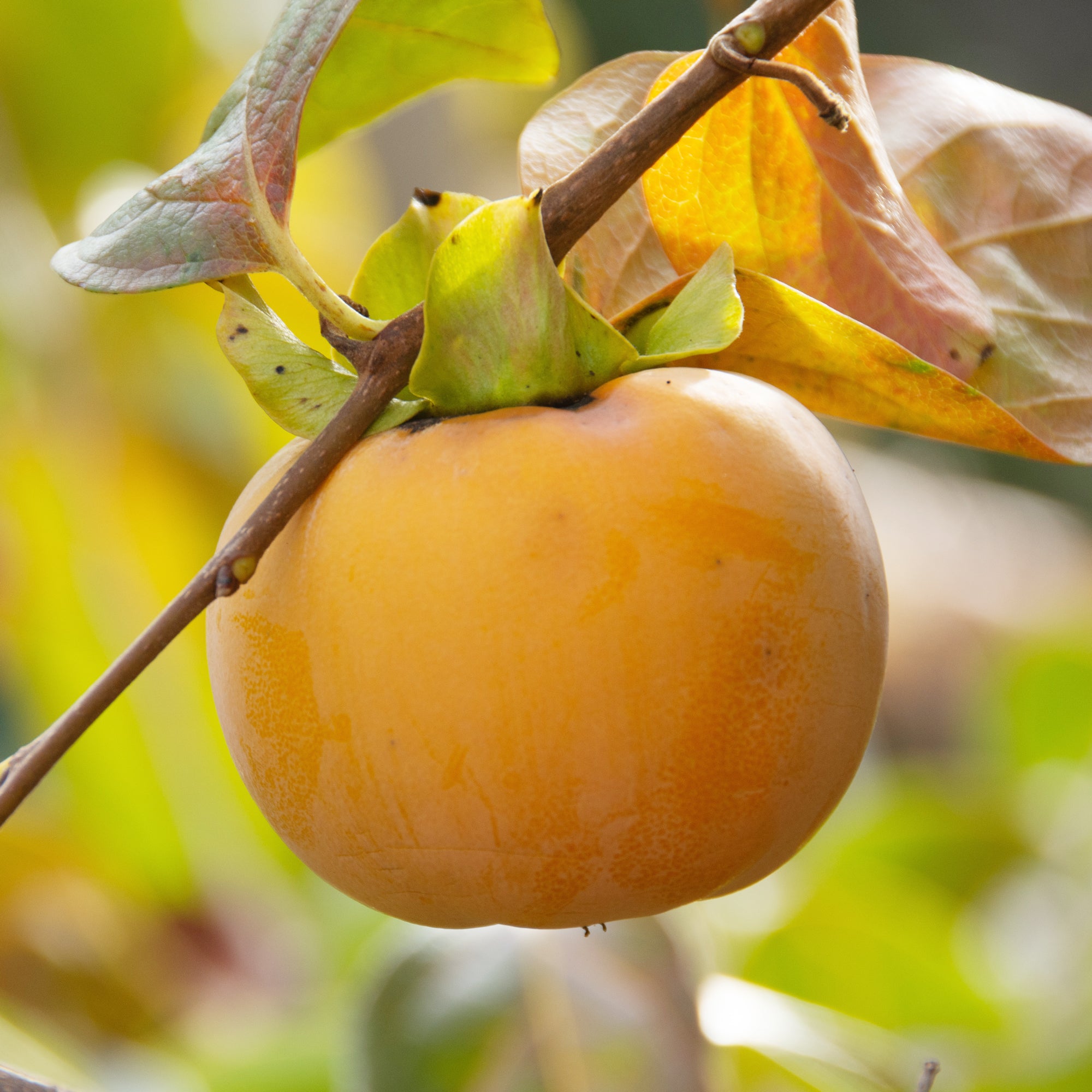 Bakker Kaki Tipo arbre fruitier pot 3L 50-80cm fruits orange