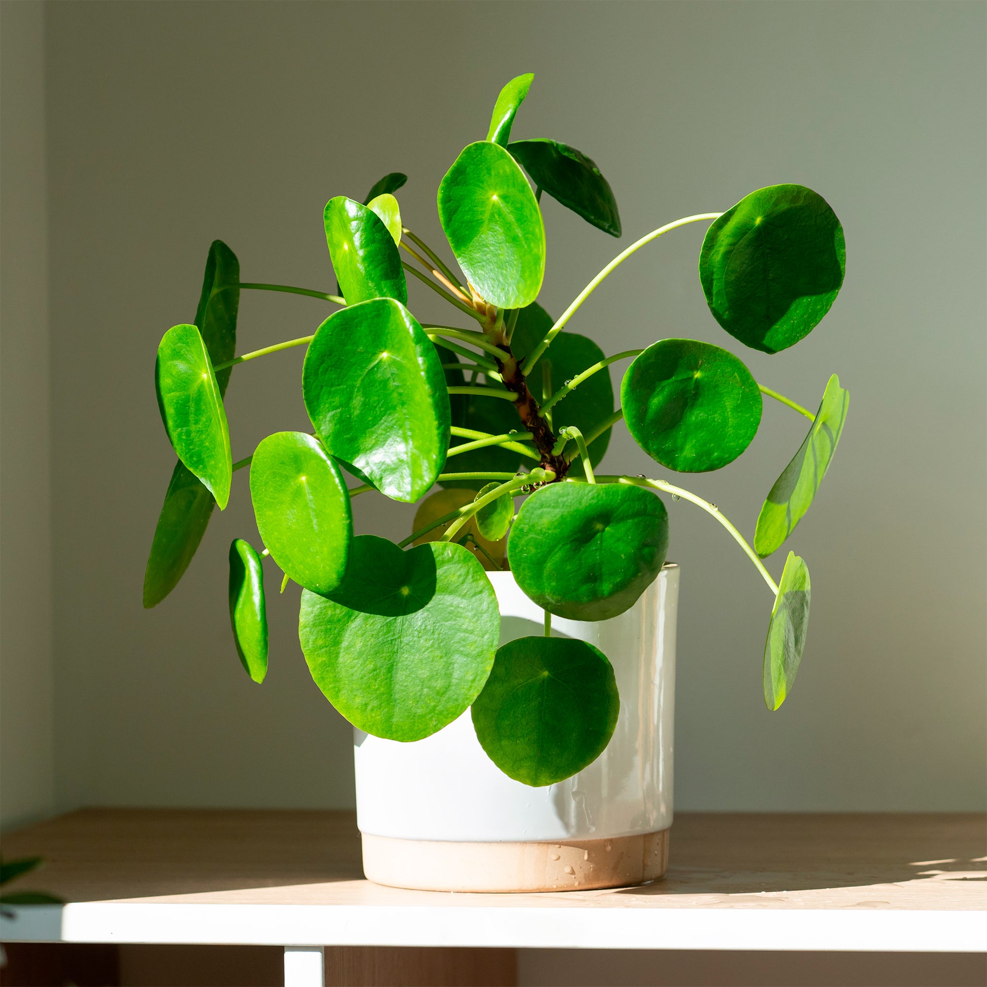 Bakker Pilea Peperomioides plante verte pot 12cm ronde