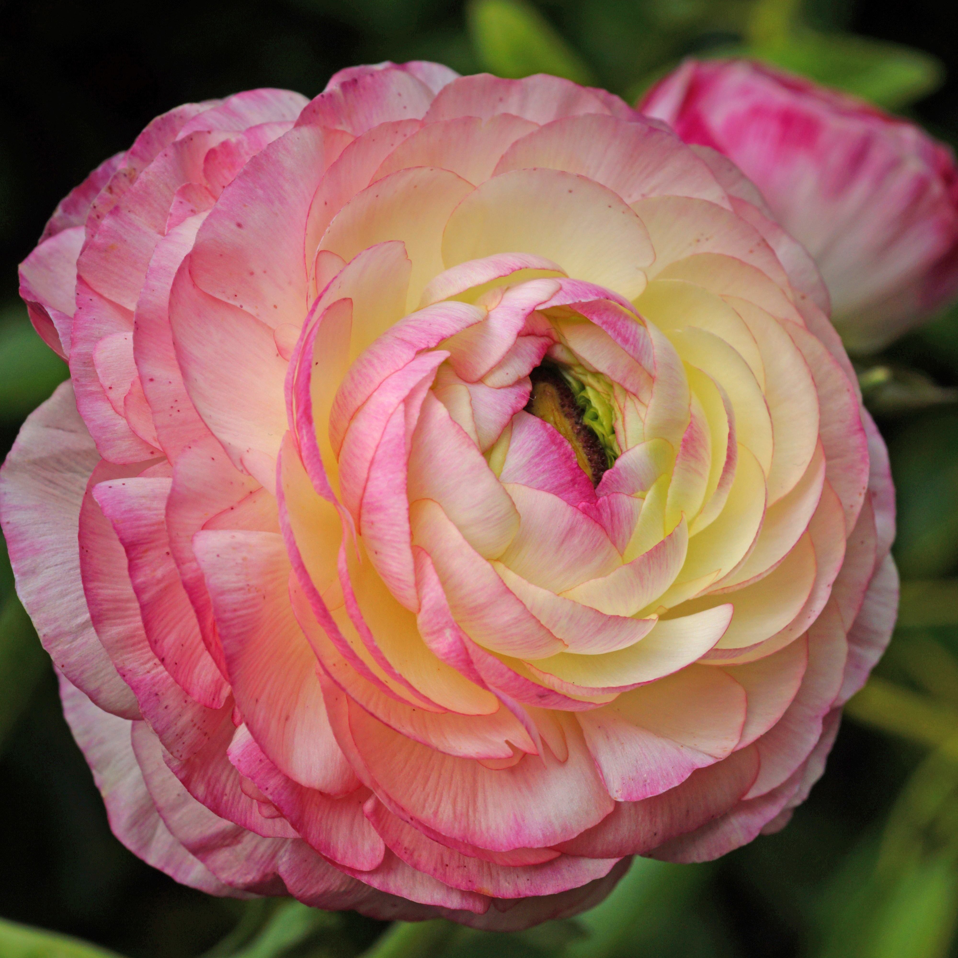 Bakker Bulbes à fleurs Renoncules Picotee Pink bulbes sachet 12 rose