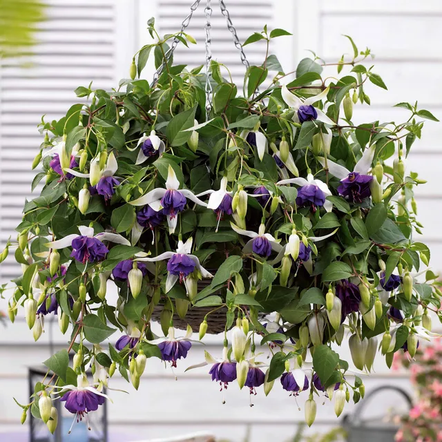 Bakker Blue Angel fuchsia retombant 3 pots Ø 9cm violet