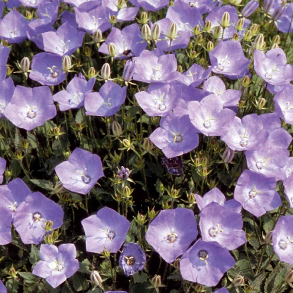 Bakker Campanule bleue Carpates graines 0,25g violette