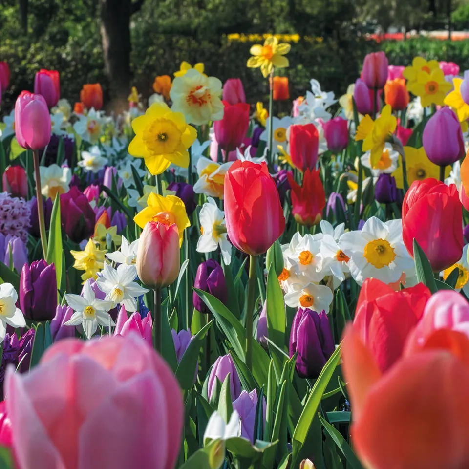 Bakker Bulbes de printemps massif sachet 28 bulbes