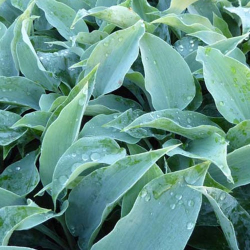 Bakker Hosta Titanium vivace pot Ø9cm ombre argenté