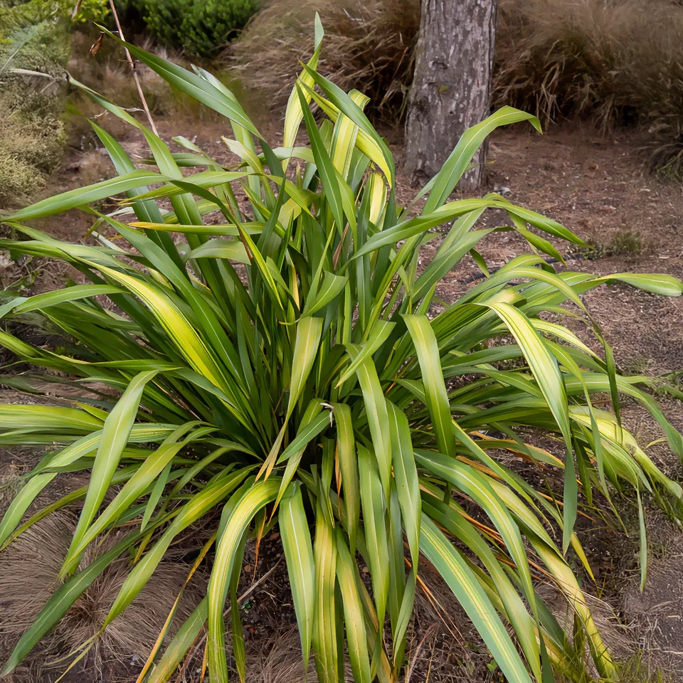 Bakker Phormium Yellow Wave lin de Nouvelle-Zélande godet Ø 9cm