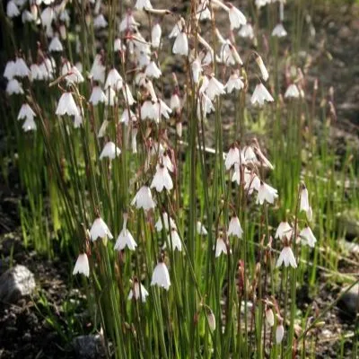 Passion Vivaces Leucojum automnale nivéole blanc rosé godet