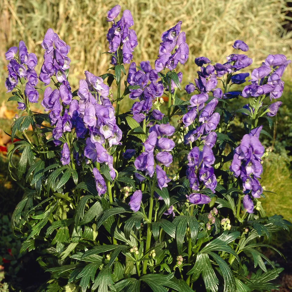 Bakker Aconit Arendsii vivace pot Ø 9cm bleu-violet
