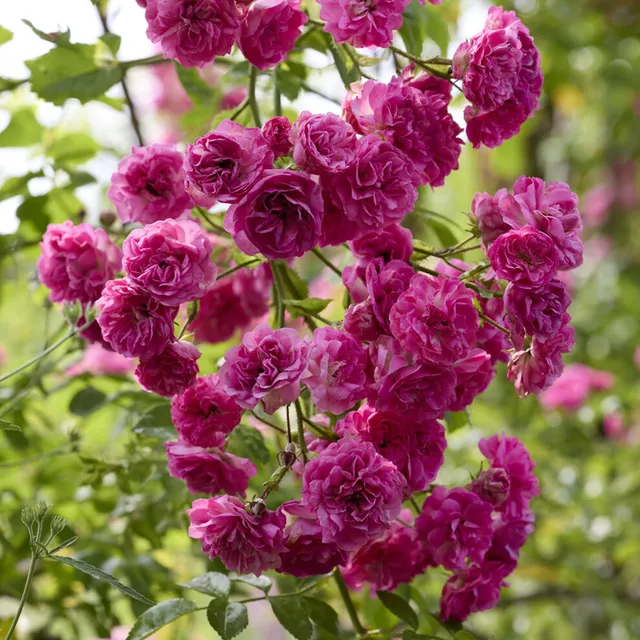 Bakker Super Excelsa rosier grimpant pot 4L rose vif