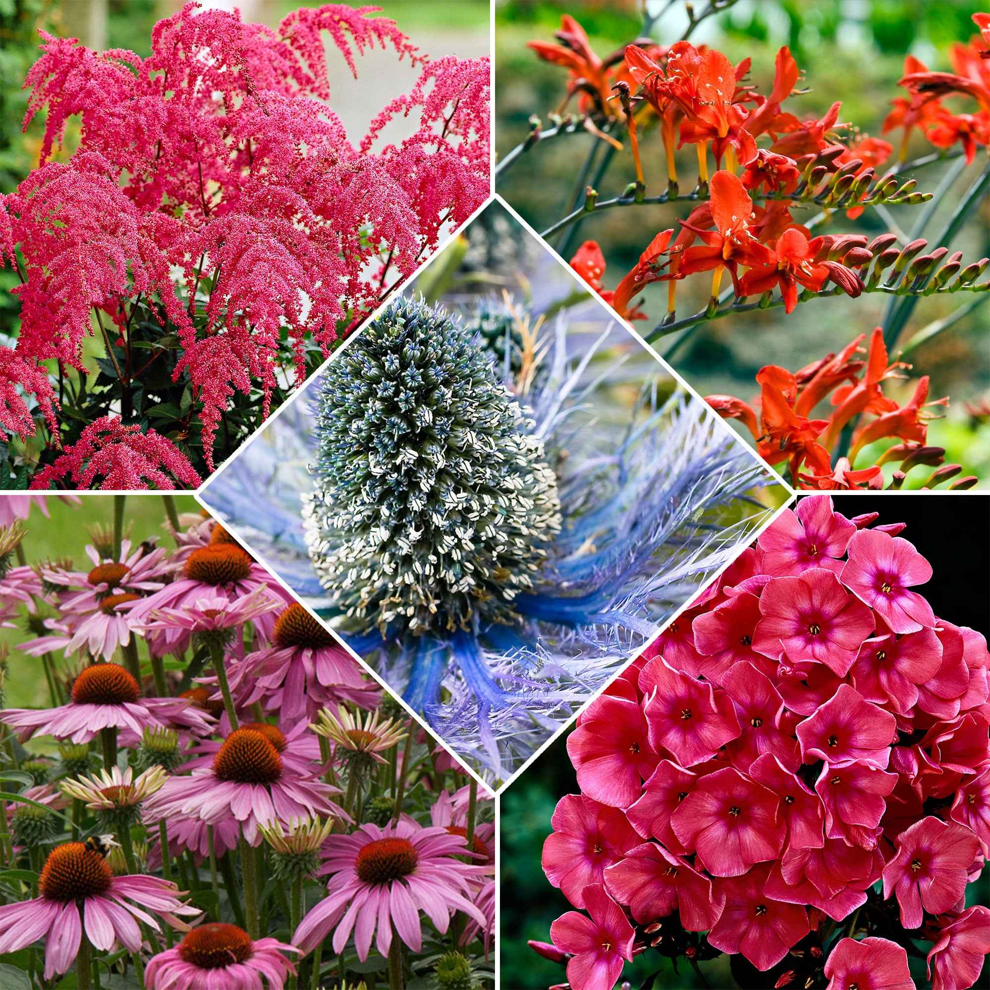 Bakker Bees and Butterflies 14 plantes vivaces mélange racines nues