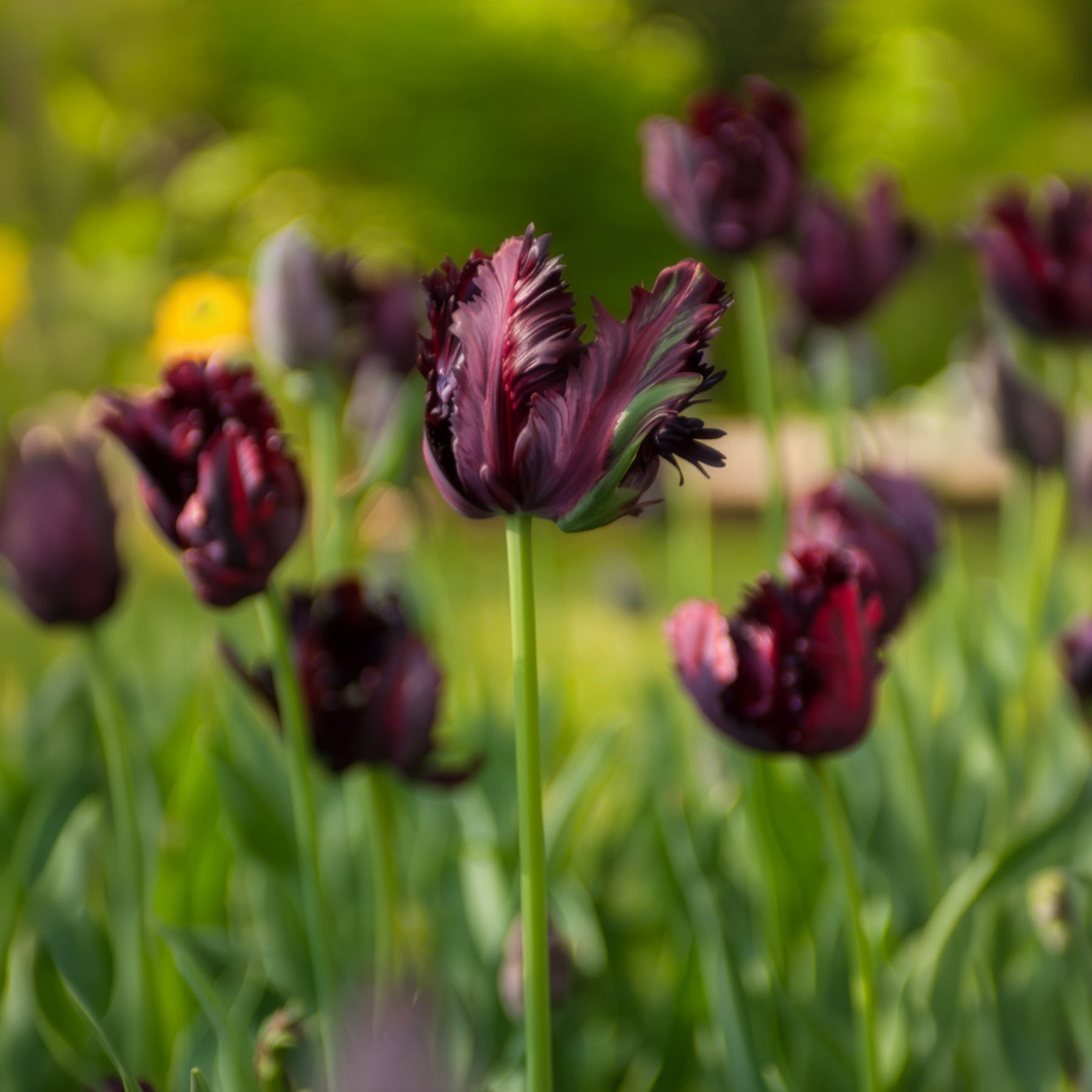 Bakker Black Parrot tulipe noire sachet 7 bulbes