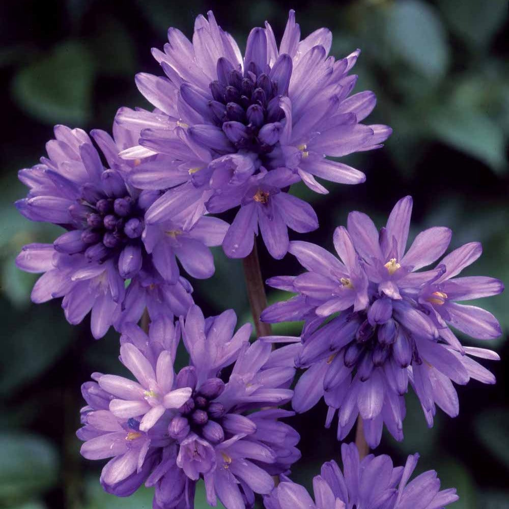 Bakker Dichelostemma congestum bulbe violet sachet 10 bulbes