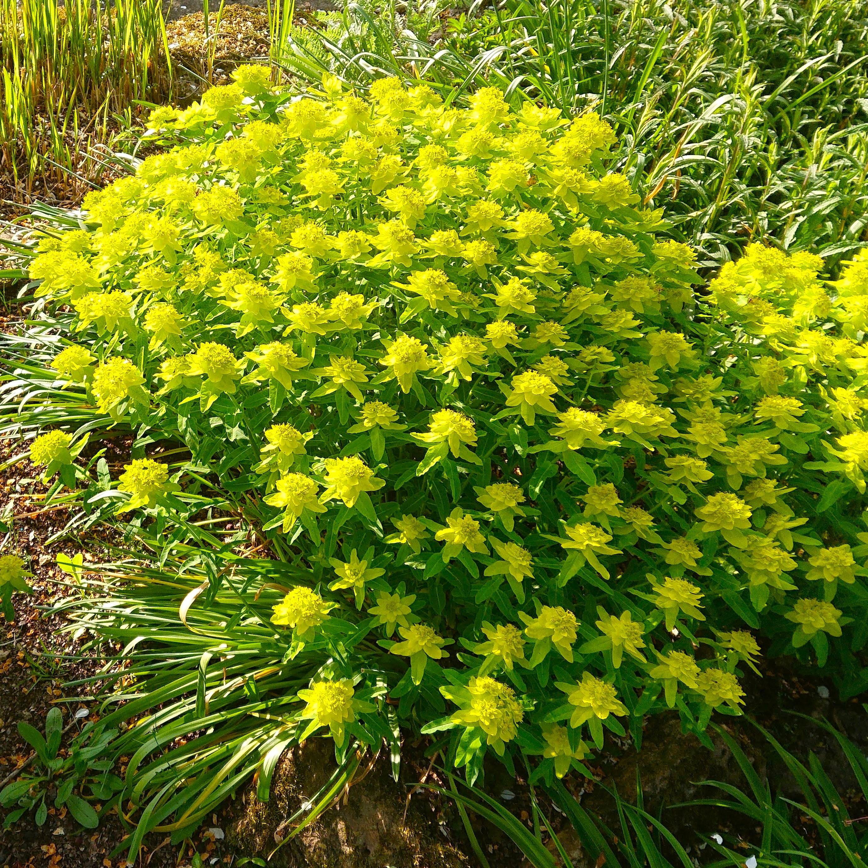 Passion Vivaces Euphorbia Major euphorbe jaune d'or touffe