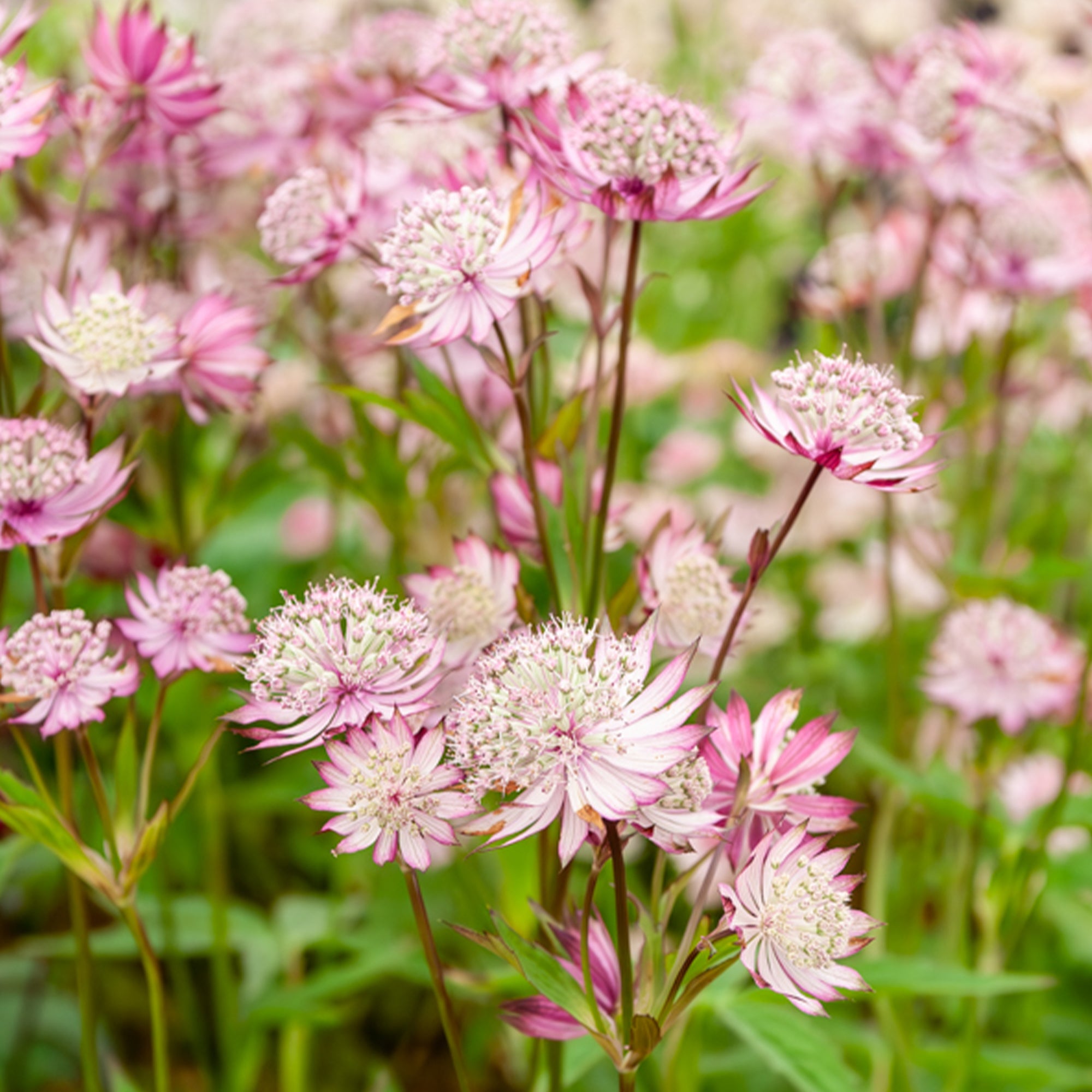 Bakker Rosea astrance major vivace 3 racines nues rose