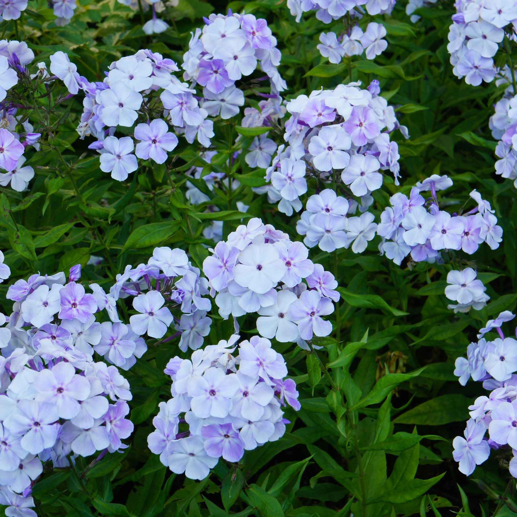 Bakker Phlox paniculata 3 vivaces mélange 3 racines nues