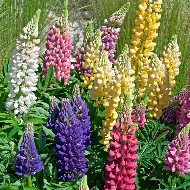 Bakker Lupin Russell mélange 5 vivaces racines nues coloré