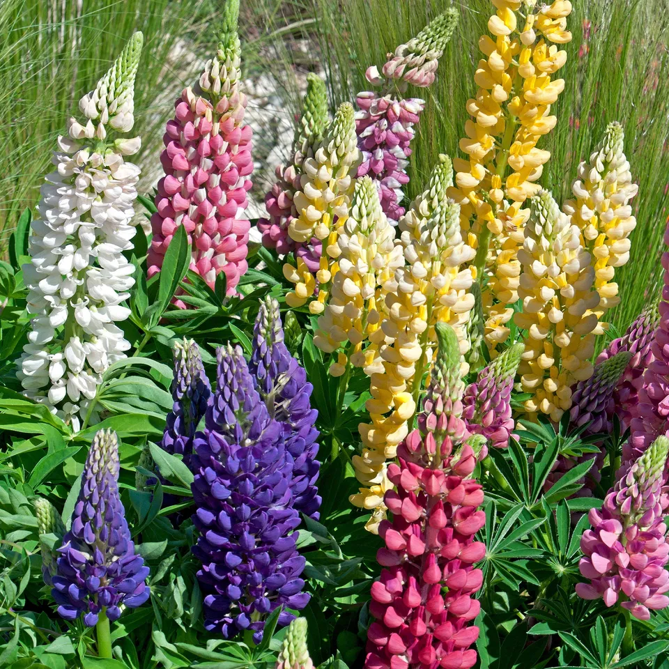 Bakker Lupin Russell mélange 5 vivaces racines nues coloré