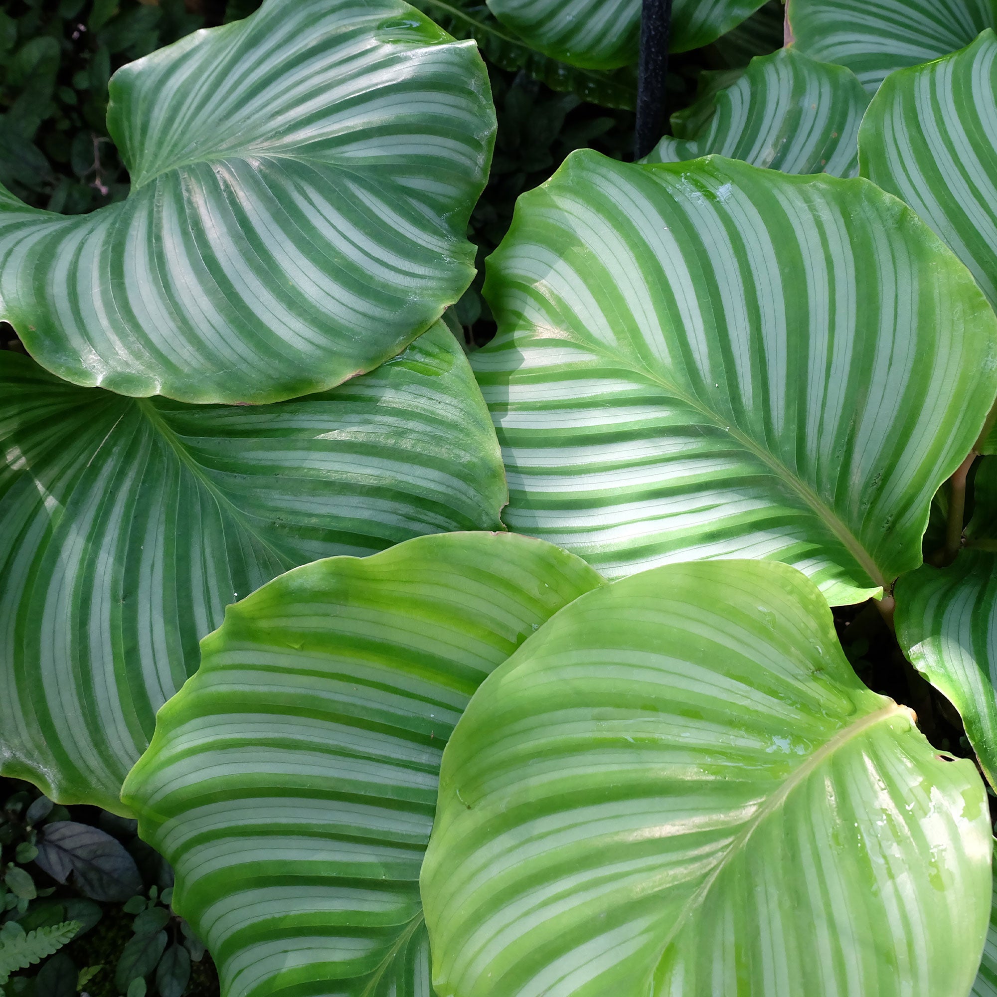 Bakker Calathea orbifolia plante intérieur pot 21cm 50-70cm