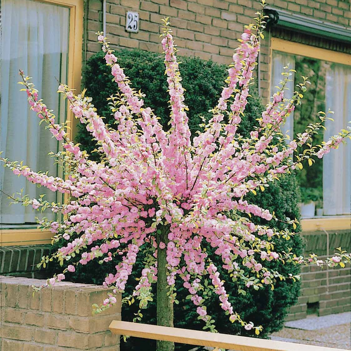 Bakker Amandier à Fleurs sur Tige pot 3L tige 60cm rose
