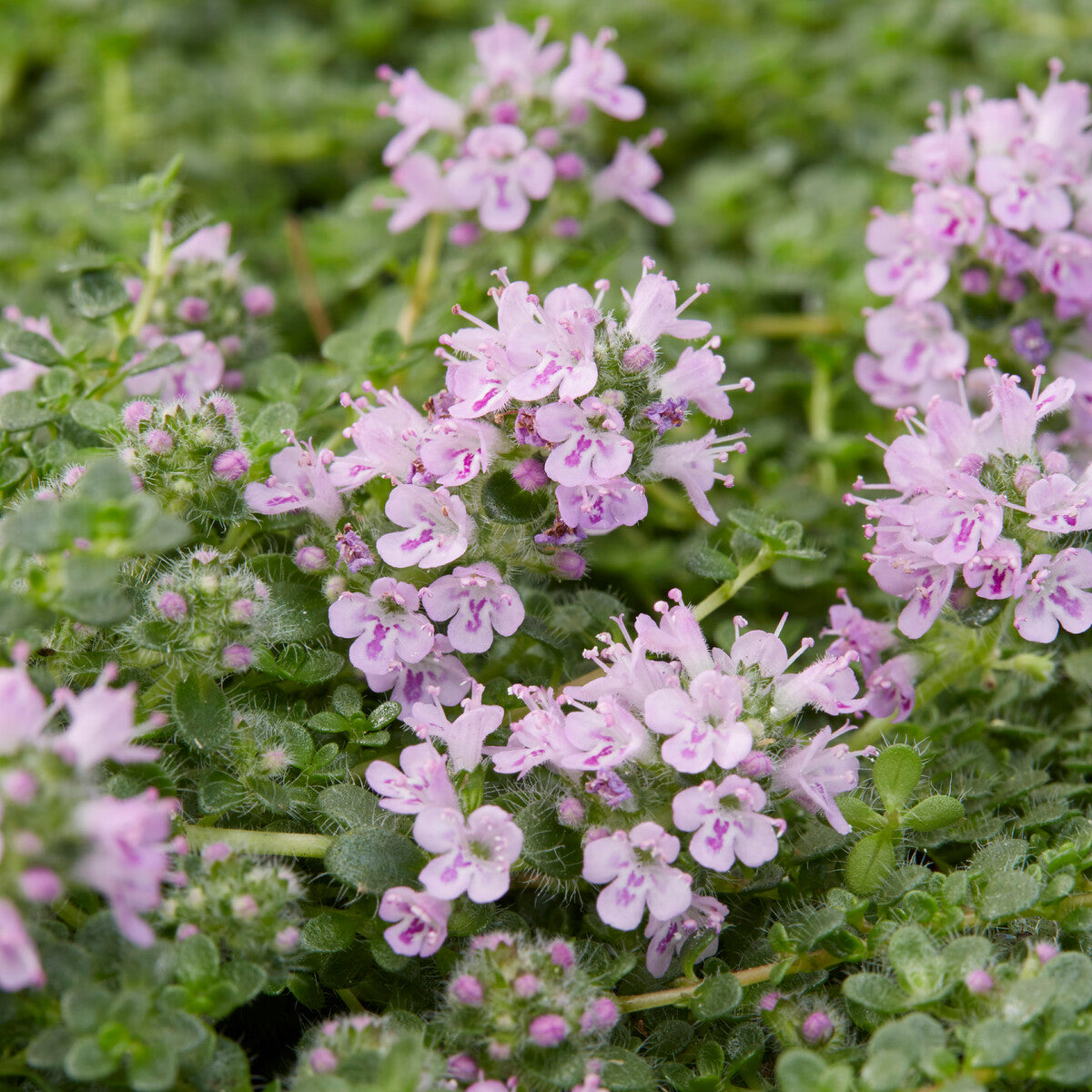 Bakker Elfin Thym Serpolet Plante d'Extérieur Pot 9cm Rose