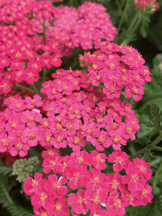 Pépinières Ripoche Achillea New Vintage Rose vivace rose