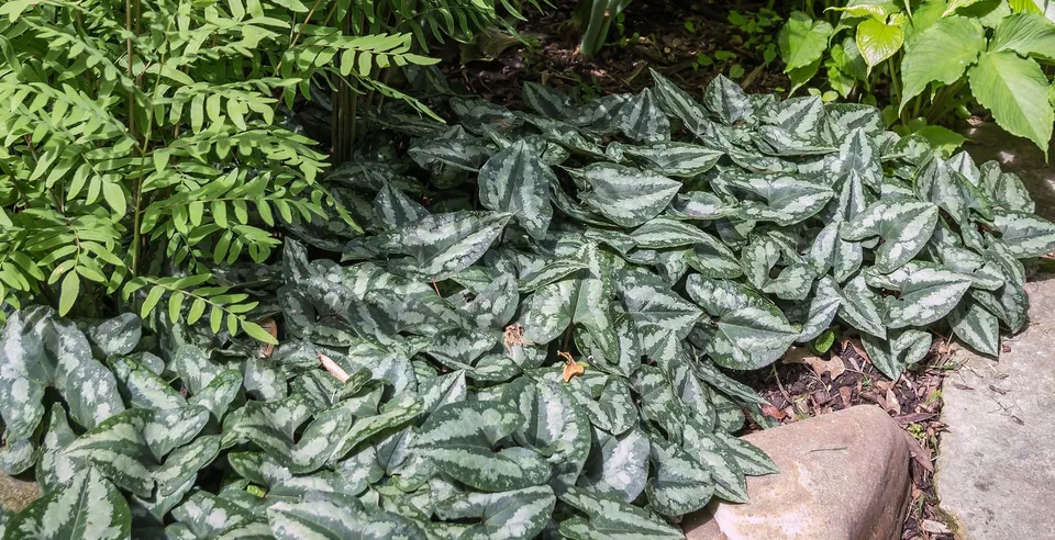 Passion Vivaces Asarum splendens couvre-sol ombre pot 1L