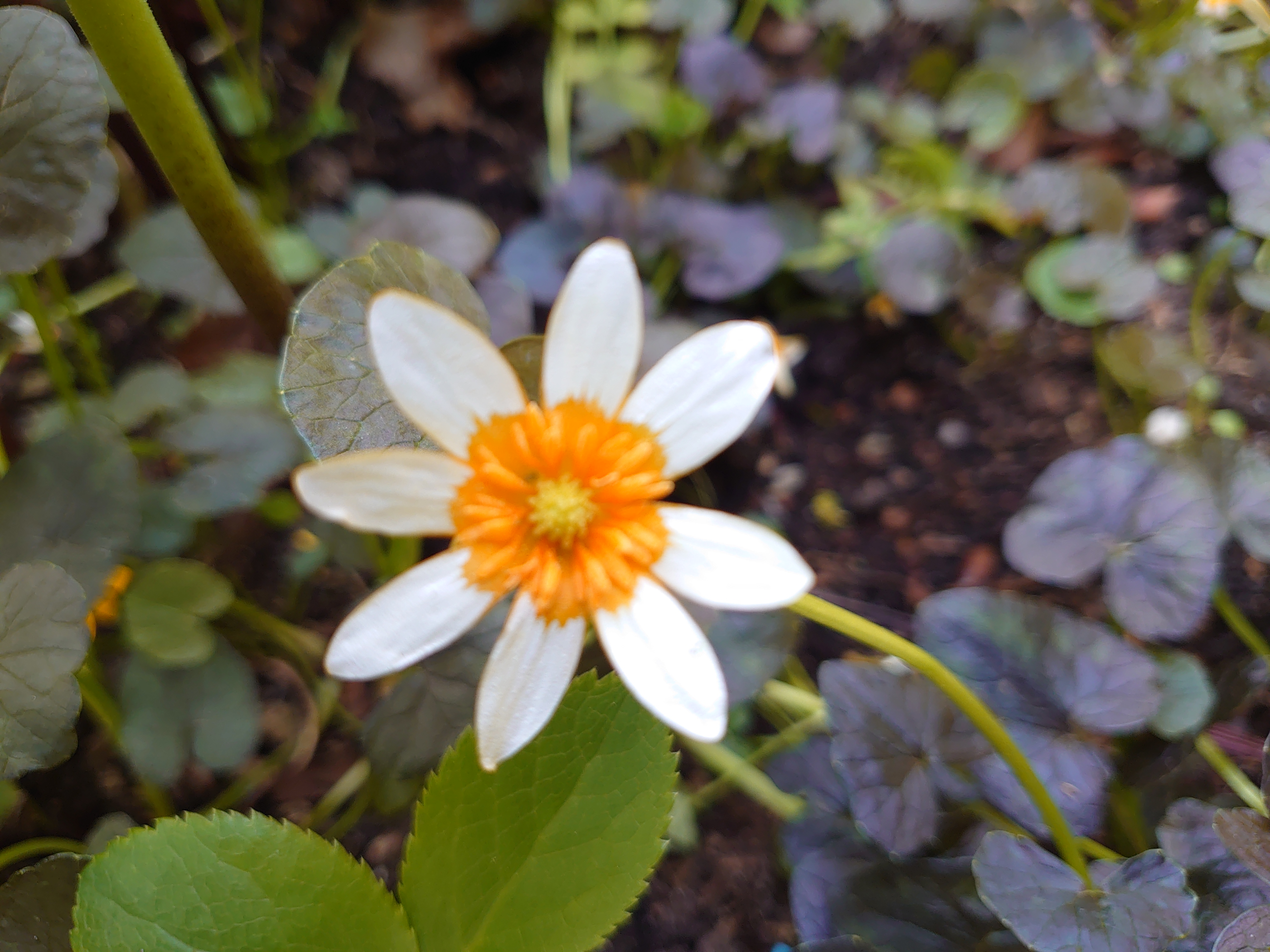 Passion Vivaces Ranunculus ficaria Coppermob plante vivace godet orange