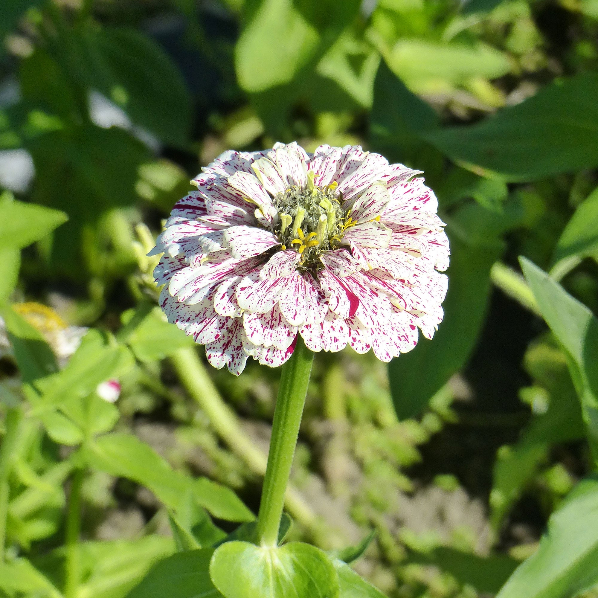 Bakker Zinnia Peppermint Stick sachet 1,5g fleurs coupées