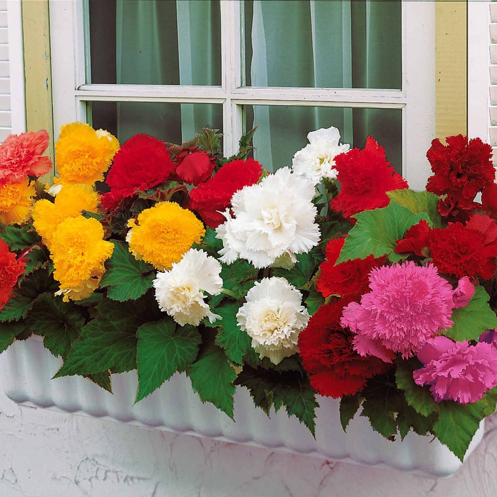 Bakker Bégonias frangés mélange sachet 10 bulbes fleurs doubles