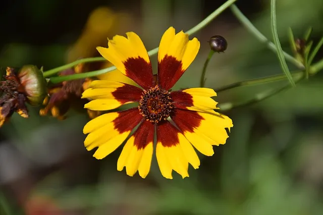 Passion Vivaces Coreopsis Bengal Tiger plante vivace pot 1L