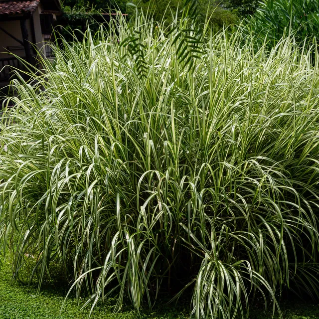 Bakker Plantes d'extérieur Variegatus roseau pot 9cm panaché