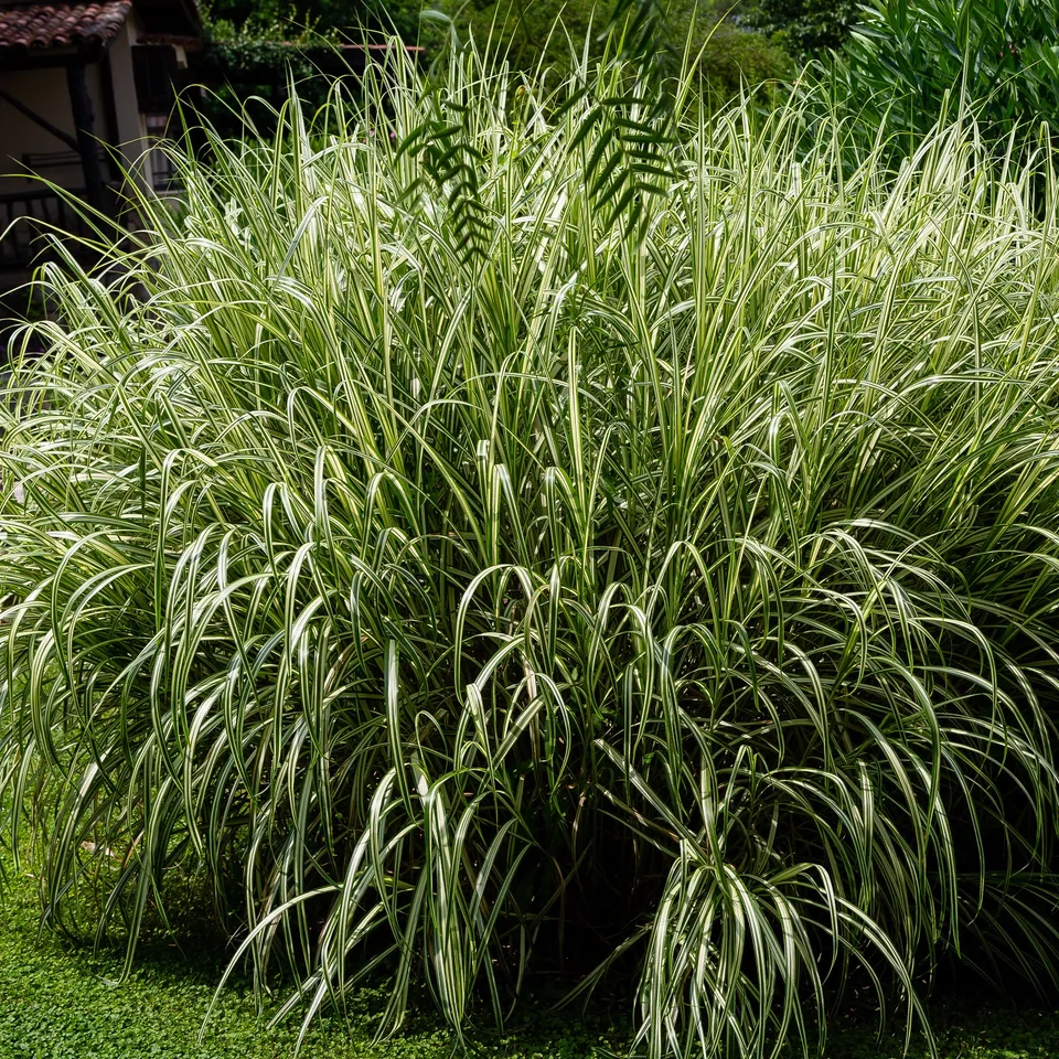 Bakker Plantes d'extérieur Variegatus roseau pot 9cm panaché