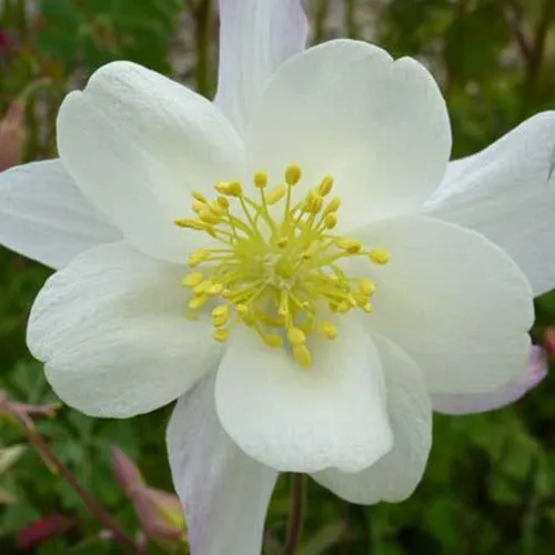 Bakker Ancolie Snow Queen plante vivace pot Ø9cm fleur blanche